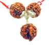 rudraksha