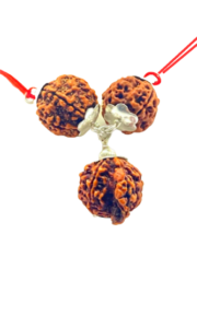 rudraksha