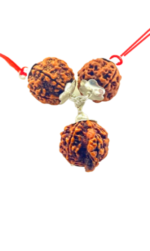 rudraksha