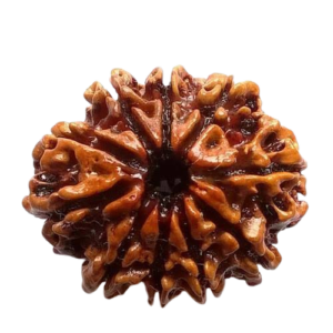 rudraksha