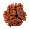 rudraksha