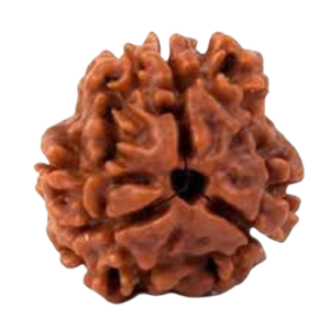 rudraksha