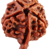 rudraksha