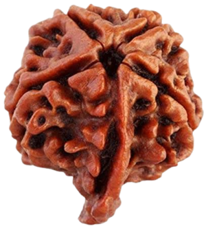 rudraksha