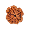 rudraksha