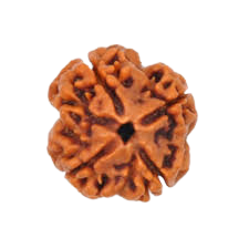 rudraksha