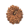 rudraksha