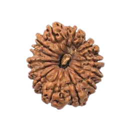 rudraksha