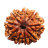 rudraksha