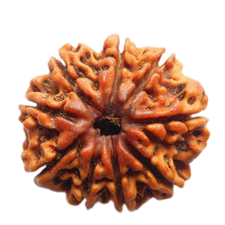 rudraksha