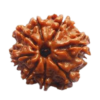 rudraksha