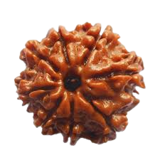 rudraksha