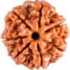 rudraksha