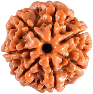 rudraksha