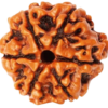 rudraksha