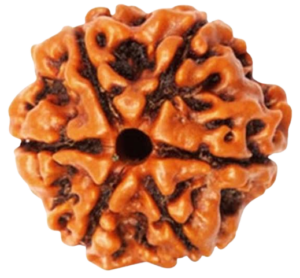 rudraksha