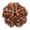 rudraksha