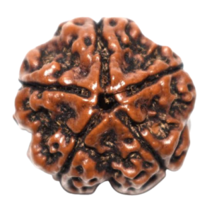 rudraksha