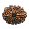 rudraksha