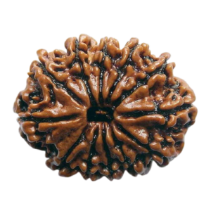 rudraksha