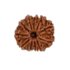 rudraksha