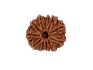 rudraksha